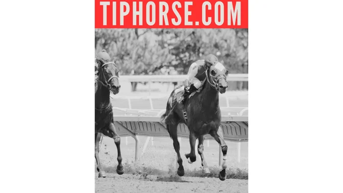 Domain Tiphorse.com Brand