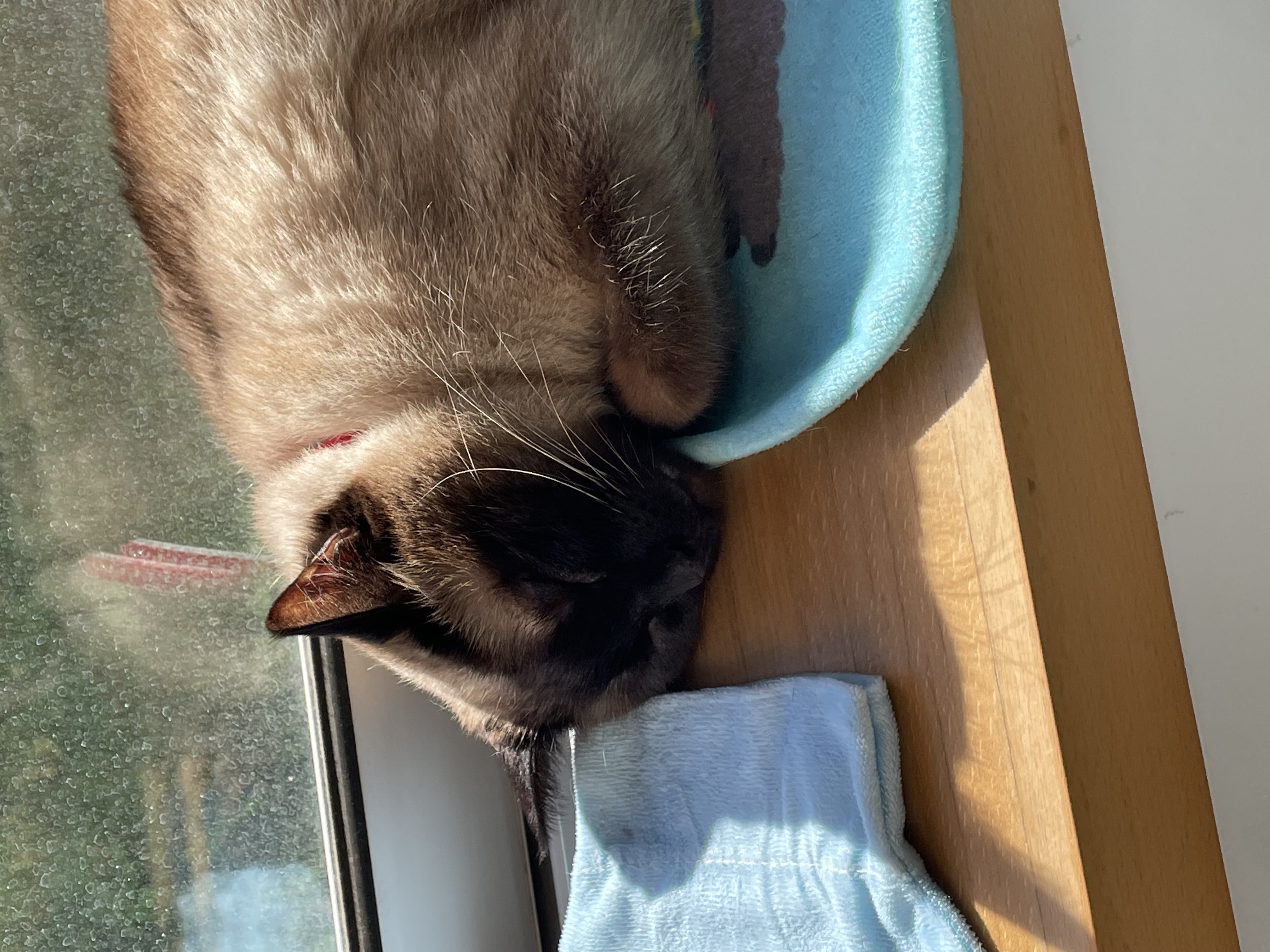 Domain qastaff-lynxes-rh03.pw Brand